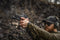 Venom Enclosed 6 MOA Red Dot