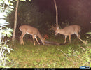 CUDDEBACK COLOUR FLASH C1