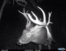 CUDDEBACK IR PLUS