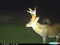 CUDDEBACK COLOUR FLASH C1